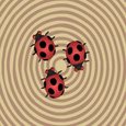 Ladybug Dating Game